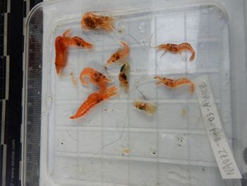 Media type: image; Invertebrate Zoology 139217